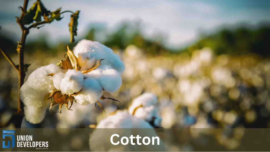 Cotton-Top-Exports-of-Pakistan