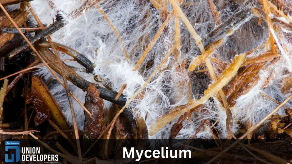 Mycelium